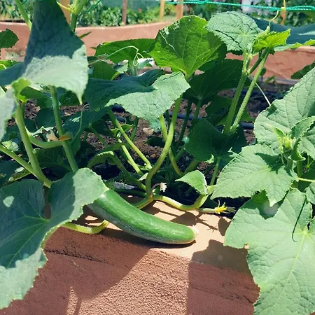 Alestamarmarisapart Lägenhet Hisaronu